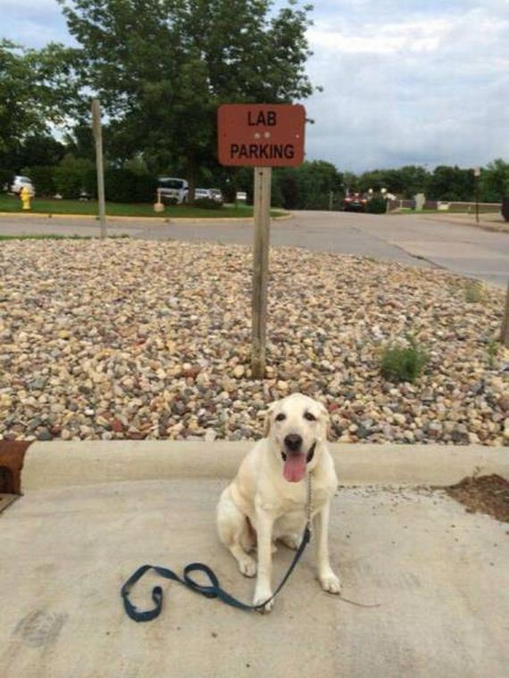 funny-pictures-1176