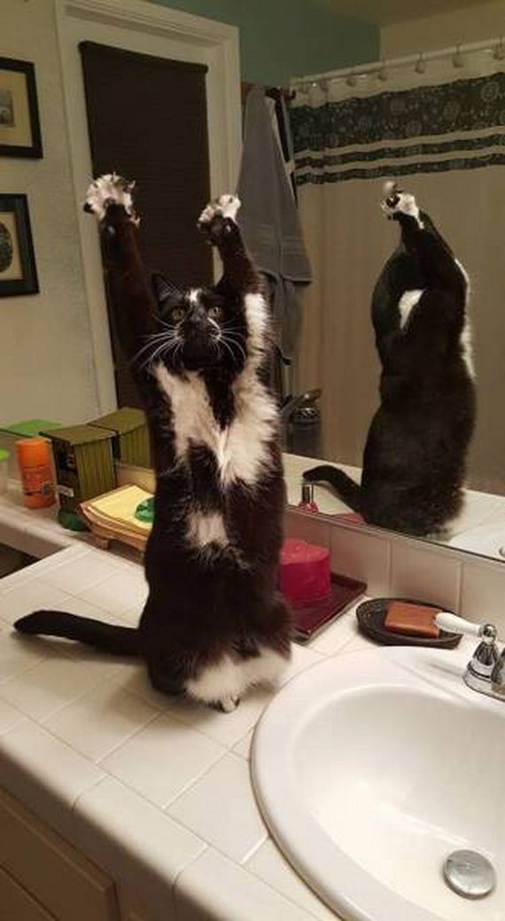 funny-pictures-1176