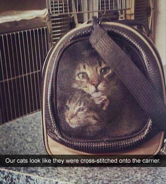 funny-pictures-1176