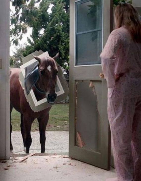 funny-pictures-1177