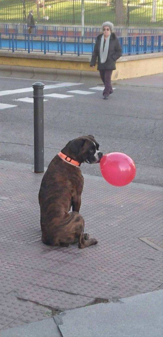 funny-pictures-1180