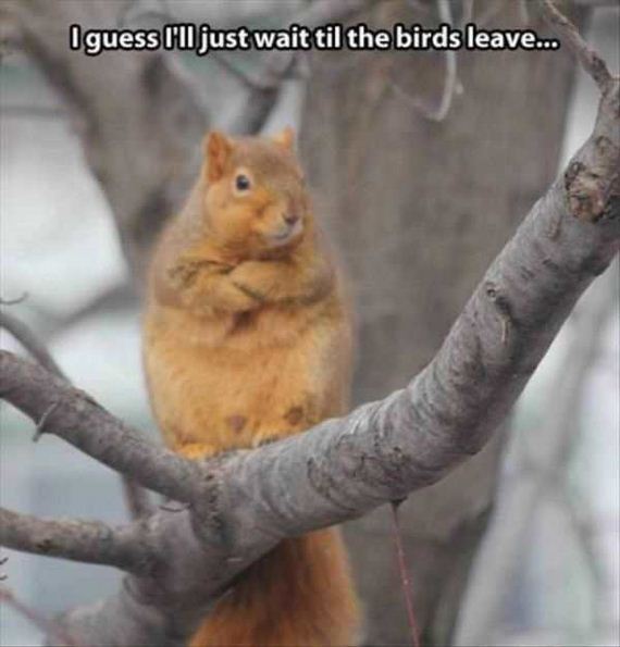 funny-pictures-1180