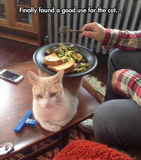 funny-pictures-1180