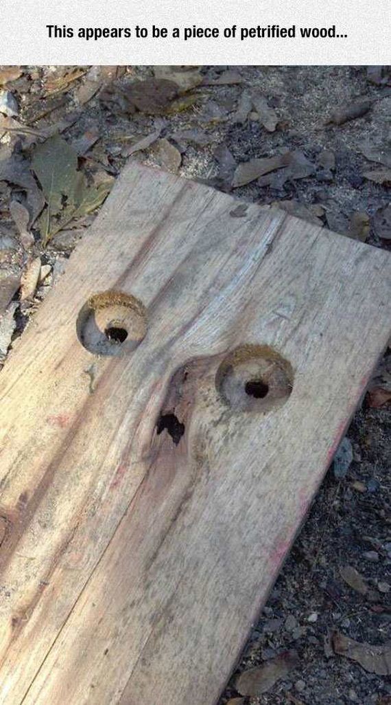 funny-pictures-1180