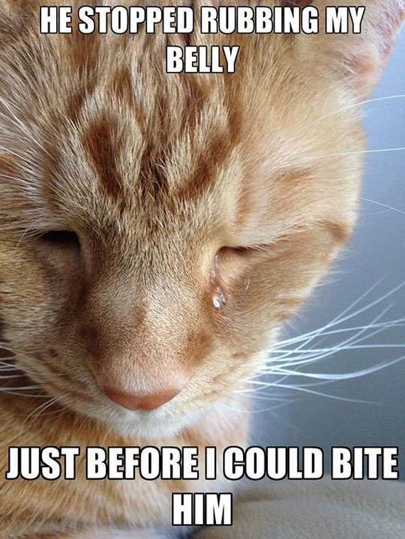 funny-pictures-1180