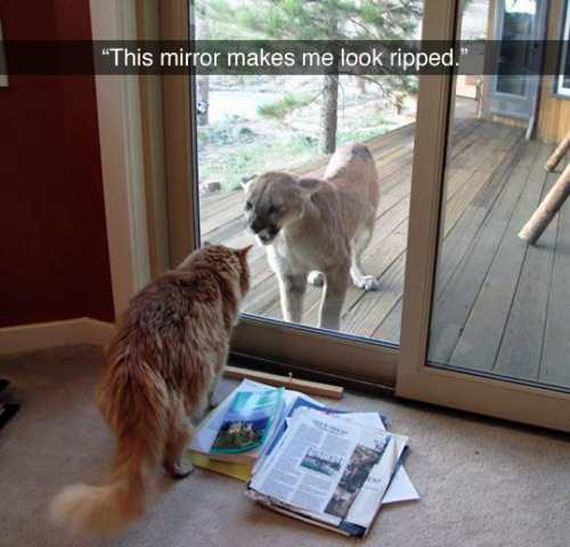 funny-pictures-1180