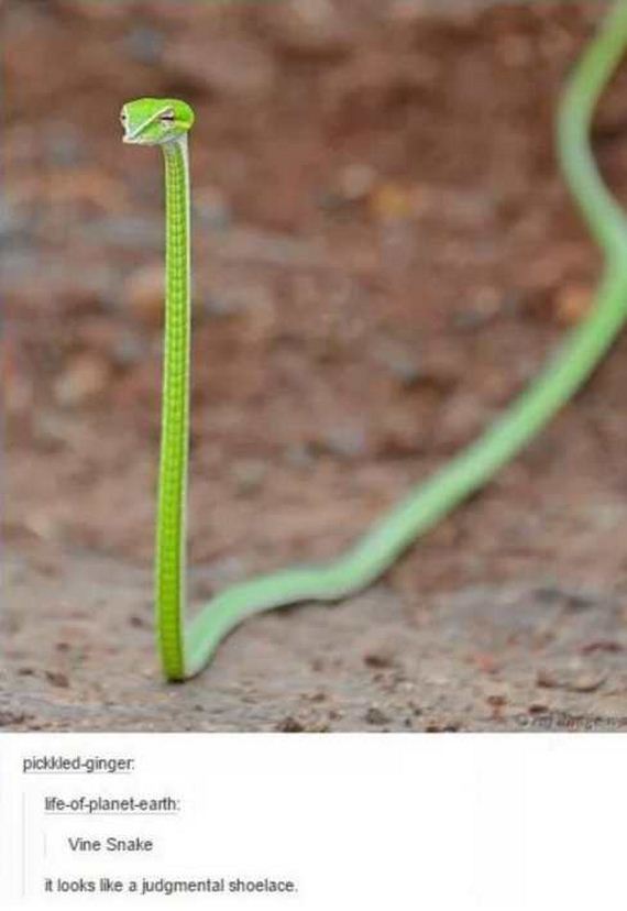 funny-pictures-1180