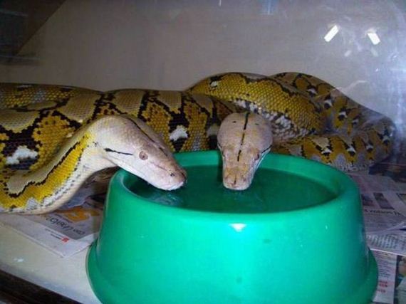 funny-pictures-1181