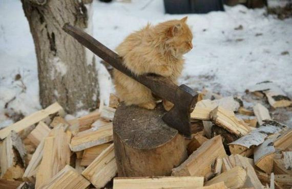funny-pictures-1181