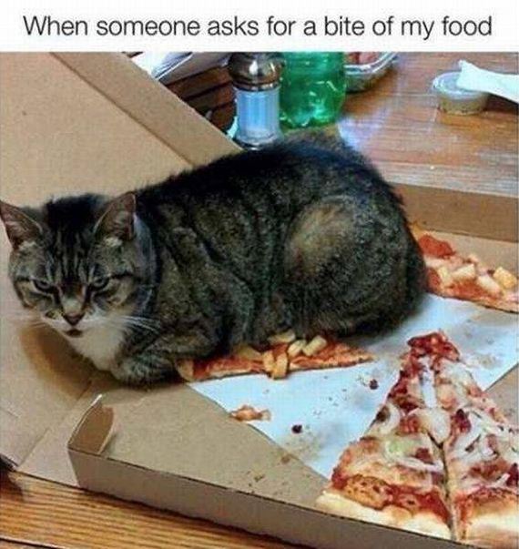 funny-pictures-1181