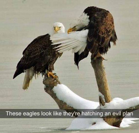 funny-pictures-1183