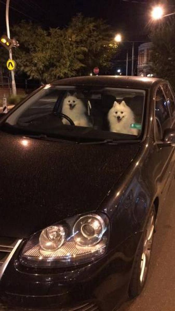 funny-pictures-1183