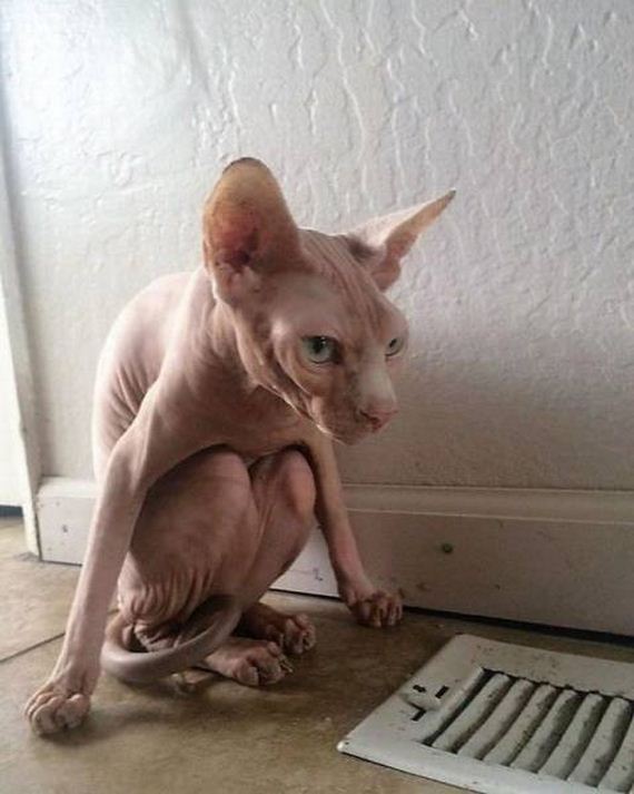 funny-pictures-1183