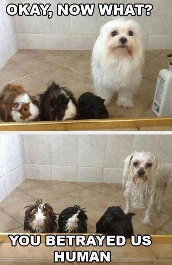 funny-pictures-1184