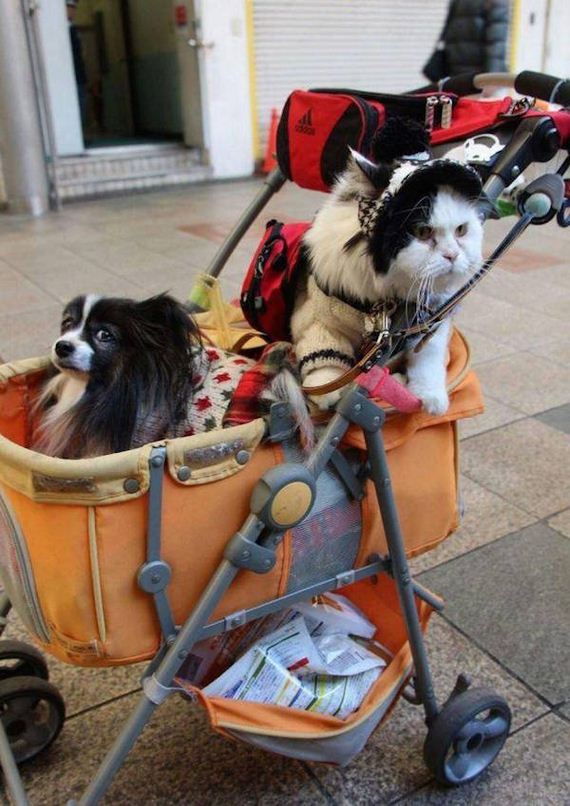 funny-pictures-1187