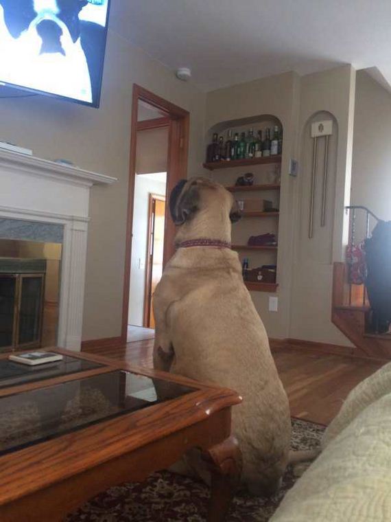 funny-pictures-1187