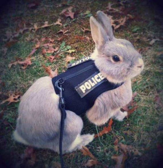 funny-pictures-1187