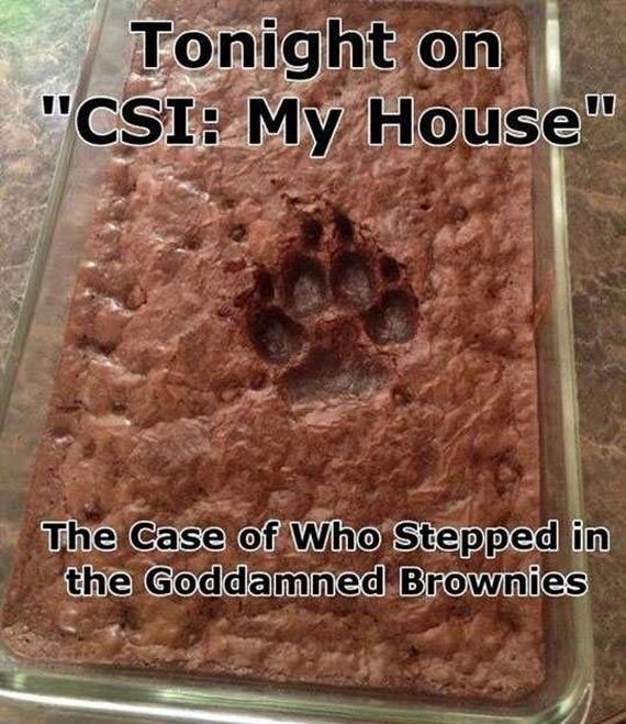 funny-pictures-1187
