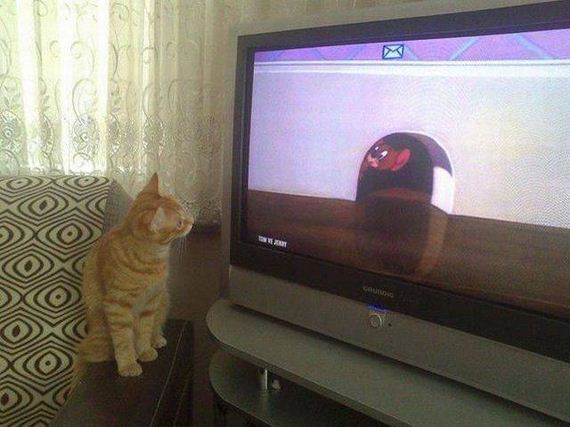 funny-pictures-1188