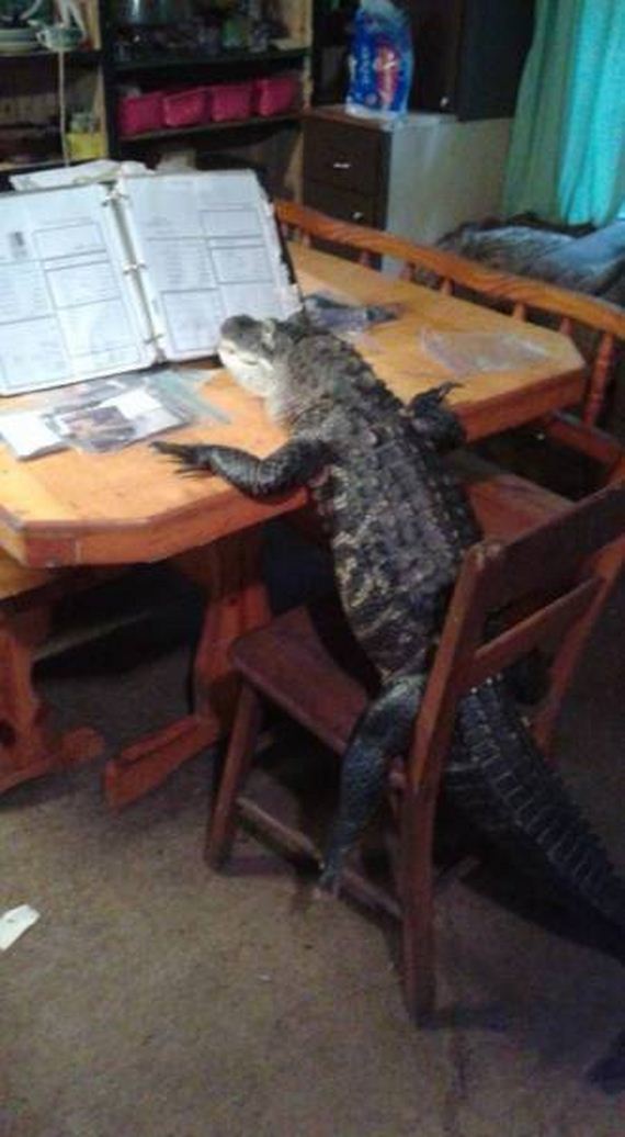funny-pictures-1189
