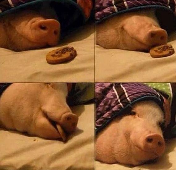 funny-pictures-1191