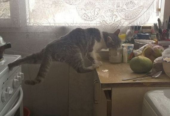 funny-pictures-1192