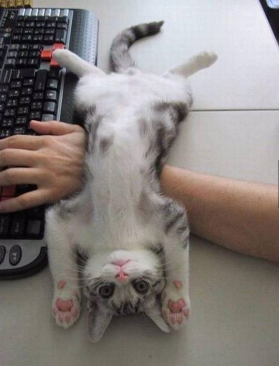 funny-pictures-1192