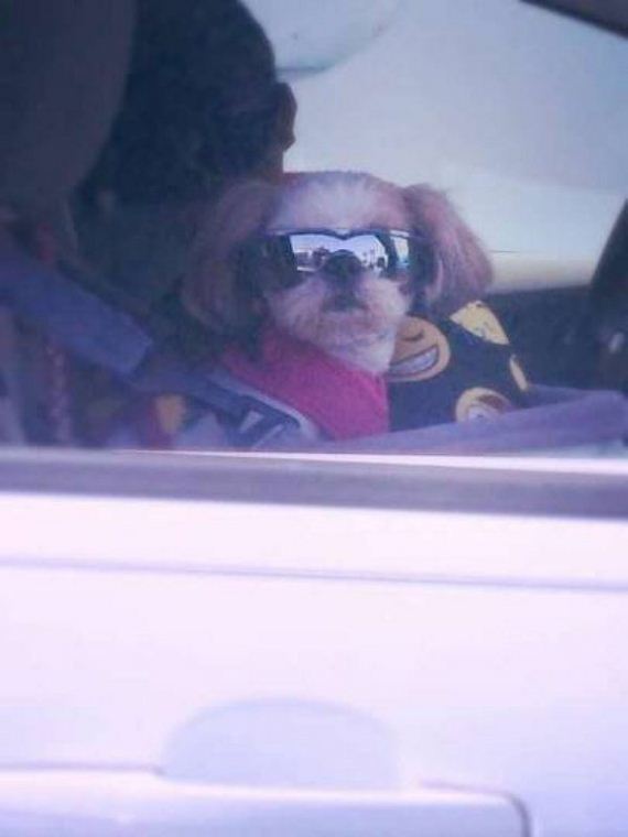 funny-pictures-1193
