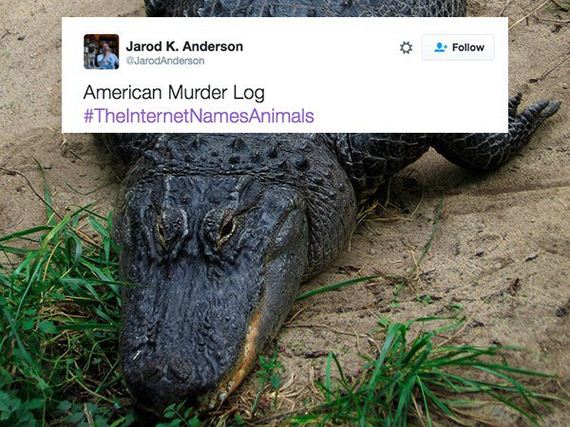 funny-pictures-1193