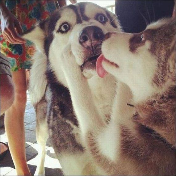 funny-pictures-1194