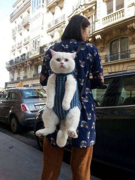 funny-pictures-1194