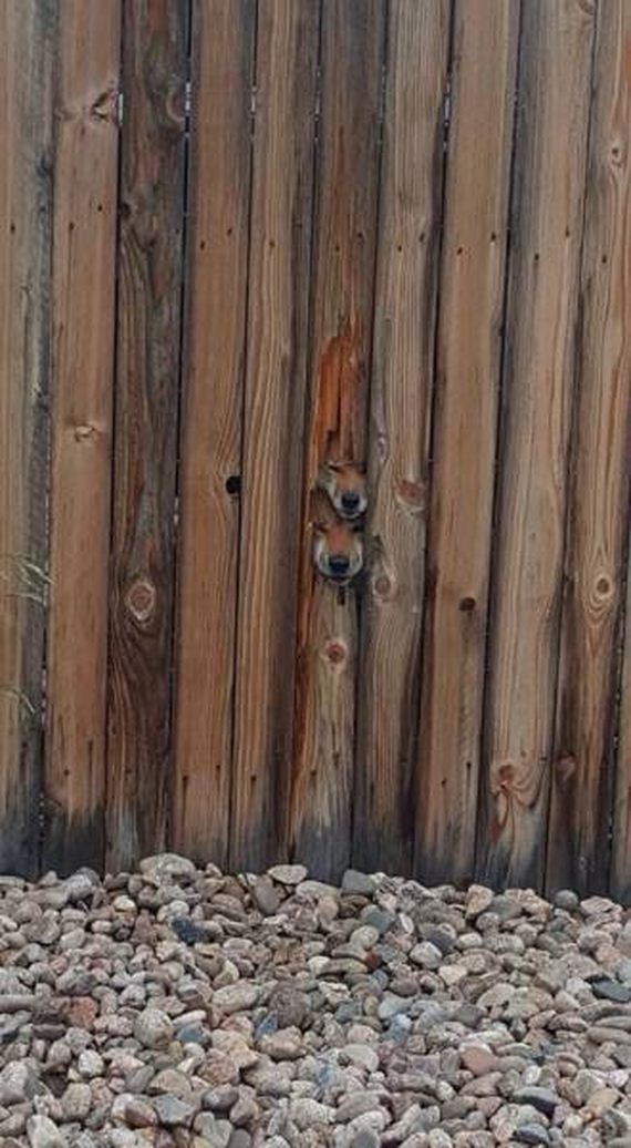 funny-pictures-1195