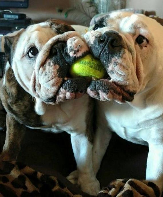 funny-pictures-1197