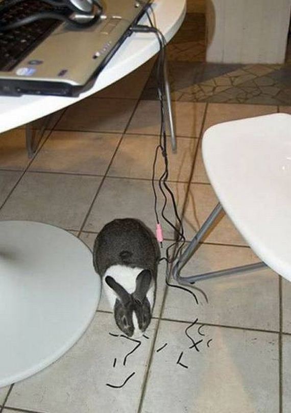 funny-pictures-1198