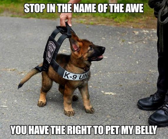 funny-pictures-1202