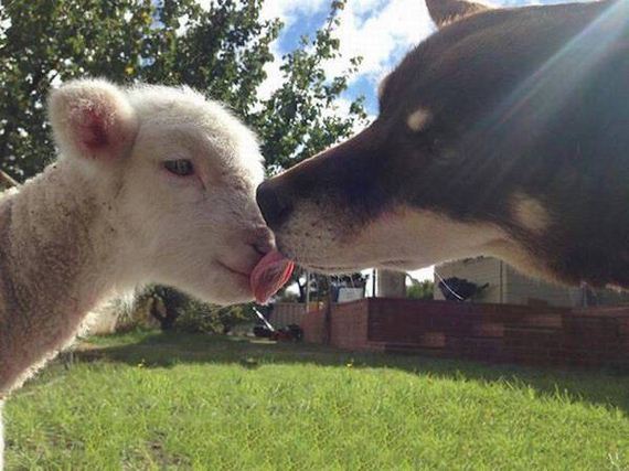 funny-pictures-1202