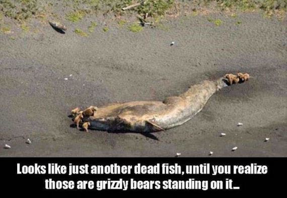 funny-pictures-1202