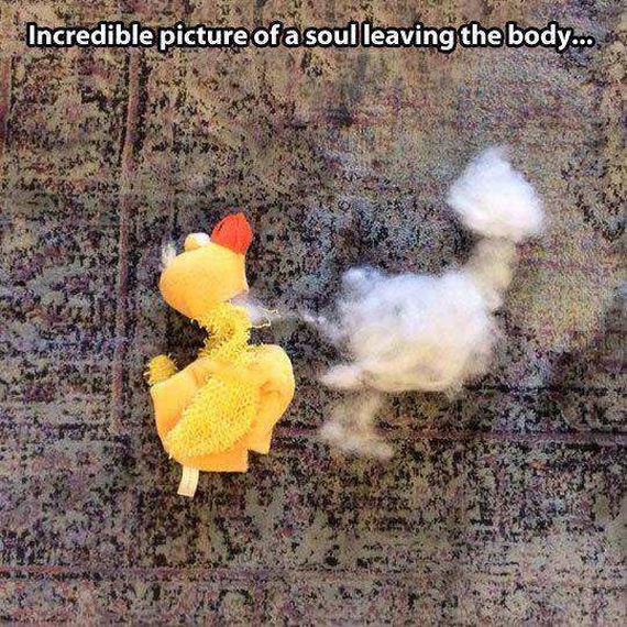 funny-pictures-1202