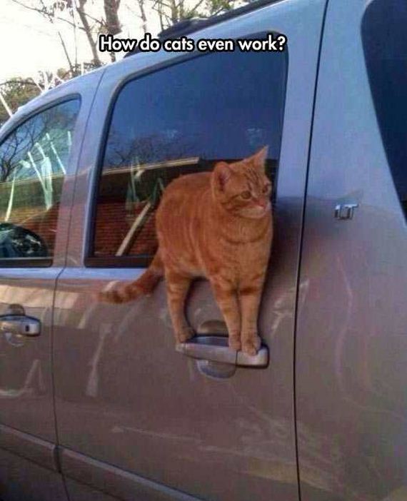 funny-pictures-1202