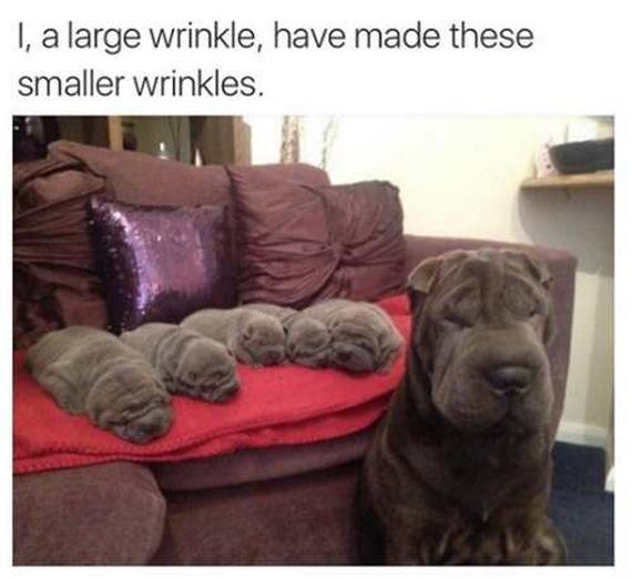 funny-pictures-1202