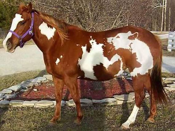 funny-pictures-1205