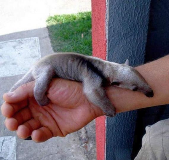 funny-pictures-1205