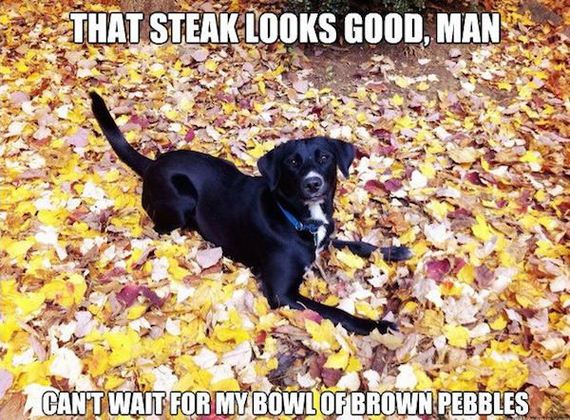 funny-pictures-1207