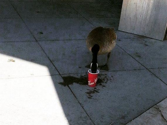 funny-pictures-1207