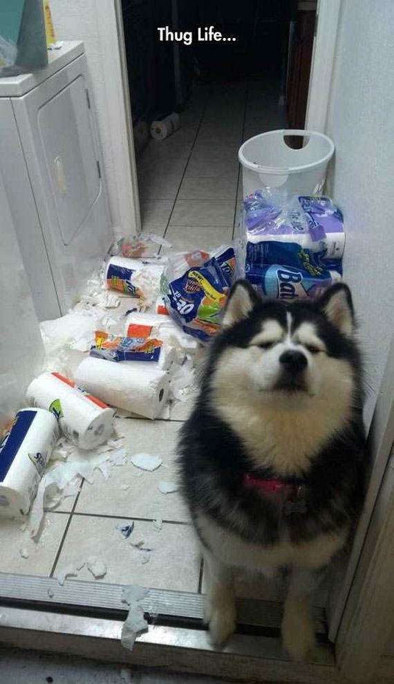 funny-pictures-1207