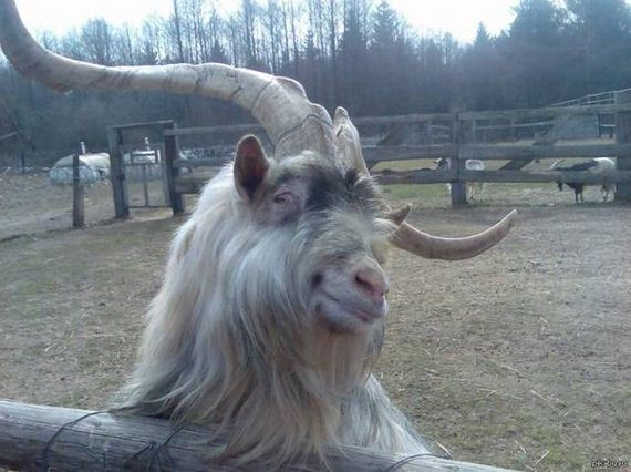 funny-pictures-1208
