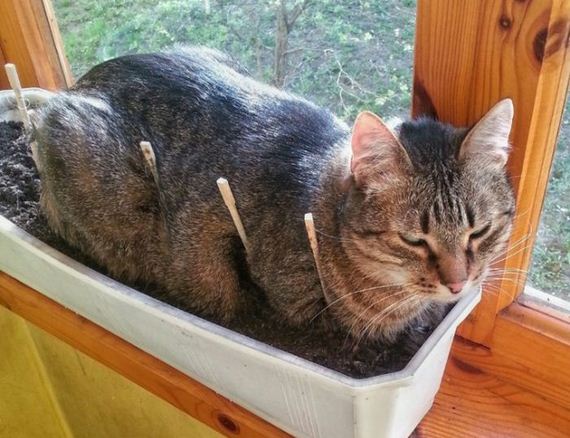 funny-pictures-1209