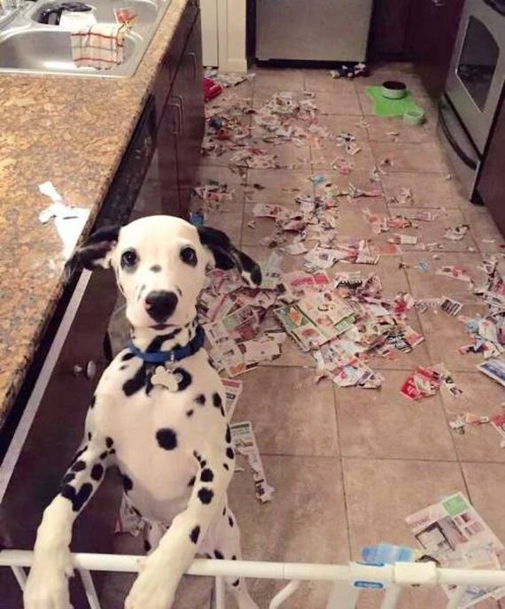 funny-pictures-1209