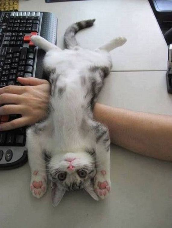funny-pictures-1209