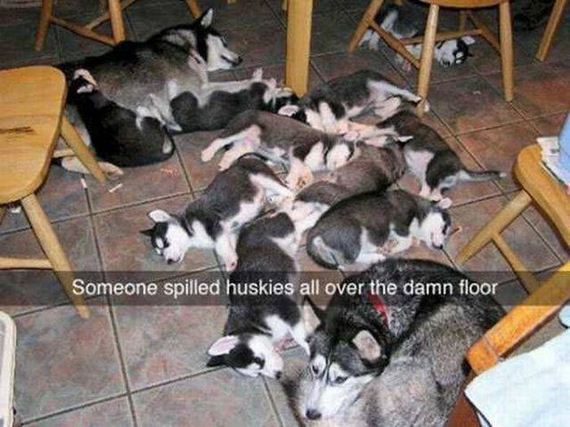 funny-pictures-1211